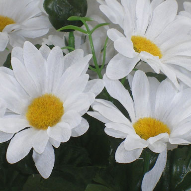 DAISY BUSH X14  WHITE