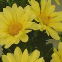 DAISY BUSH X14  YELLOW