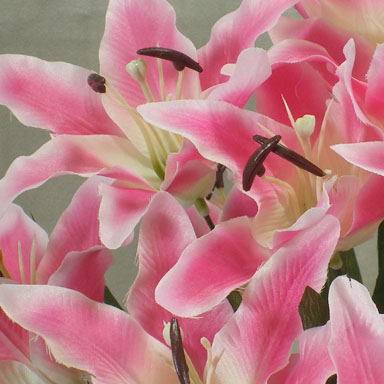 LILY TIGER BUSH X14 PINK/CREAM