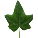 IVY LEAF 2.75" X 2.5"  (100/BG)