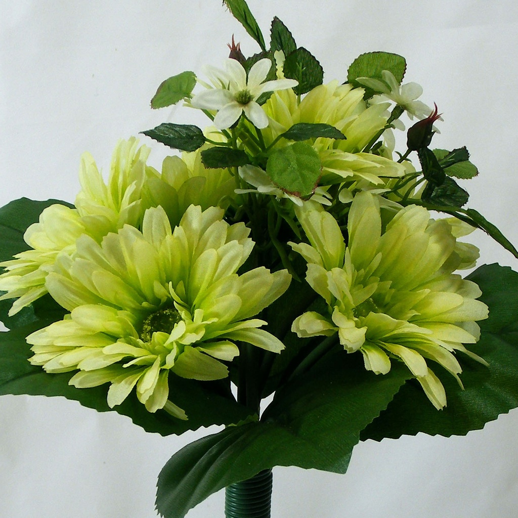 GERBERA BUNDLE X7  GREEN