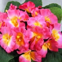 PRIMULA BOUQUET    BEAUTY