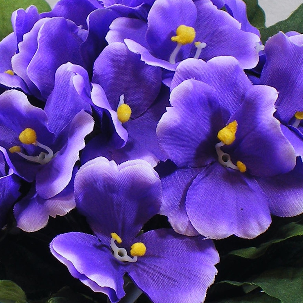 PRIMULA BOUQUET    LAVENDER