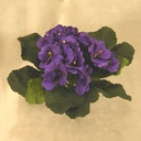 PRIMULA BOUQUET    PURPLE