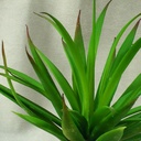 CACTUS 7.5" ALOE PICK  GREEN