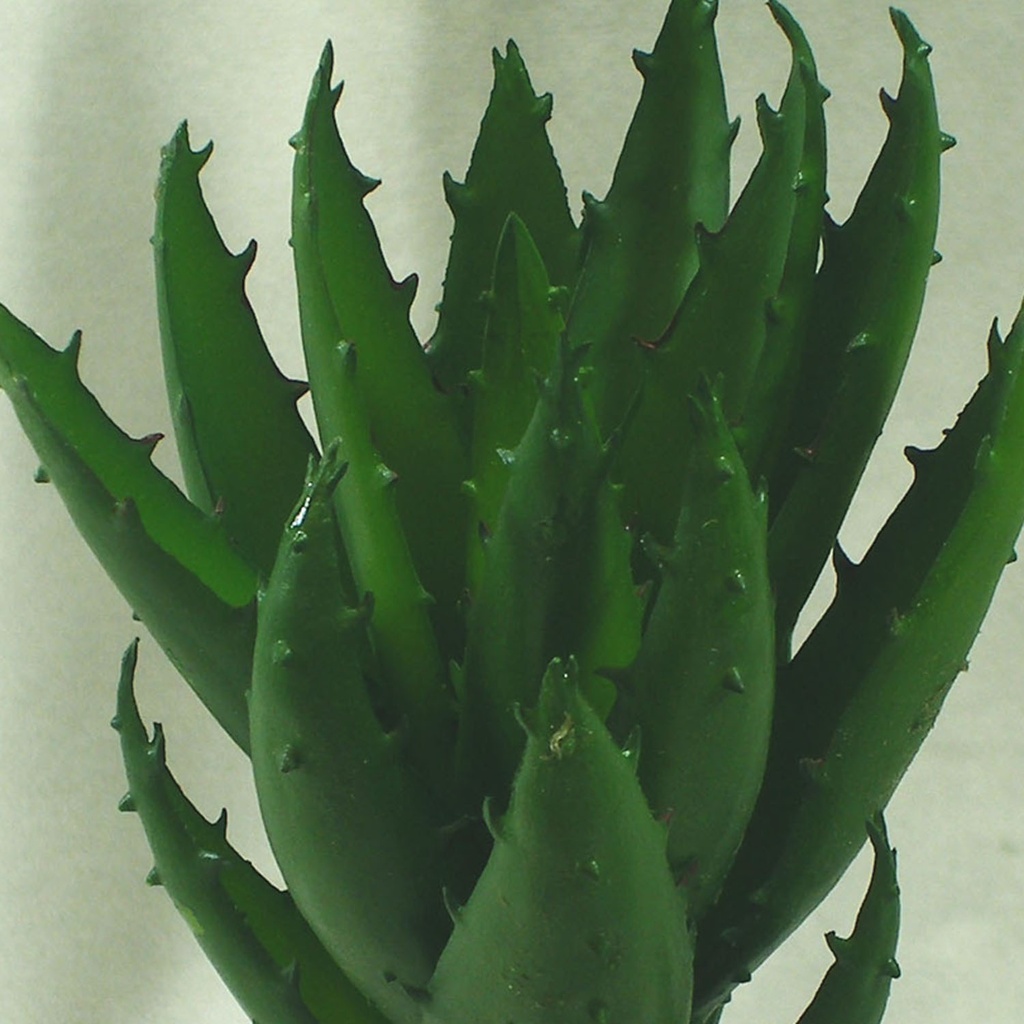 CACTUS 8&quot; ALOE PICK  GREEN