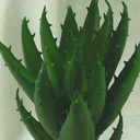 CACTUS 8&quot; ALOE PICK  GREEN