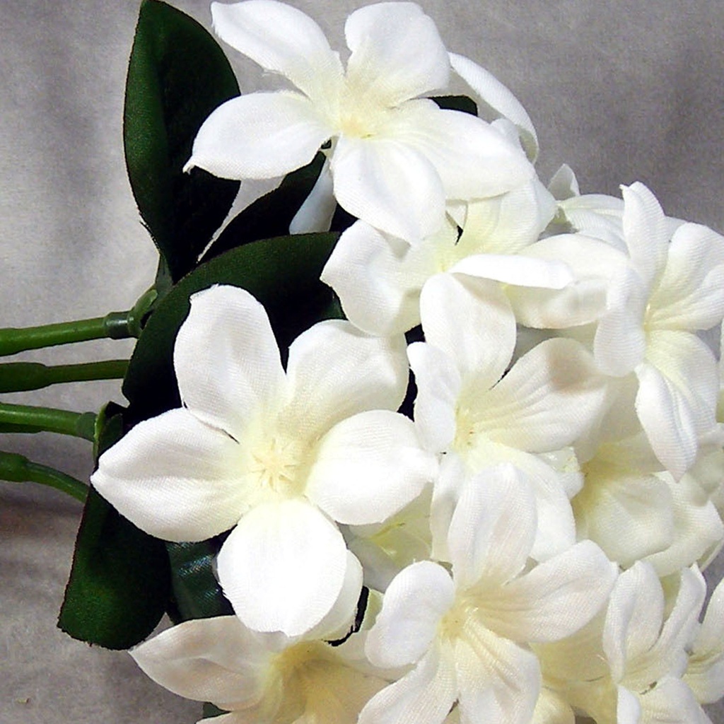 STEPHANOTIS BUNDLE X5 W/RAFFIA