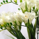 FREESIA BUSH X9 19&quot; CREAM/WHITE