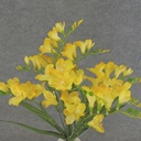 FREESIA BUSH X9 19"   YELLOW