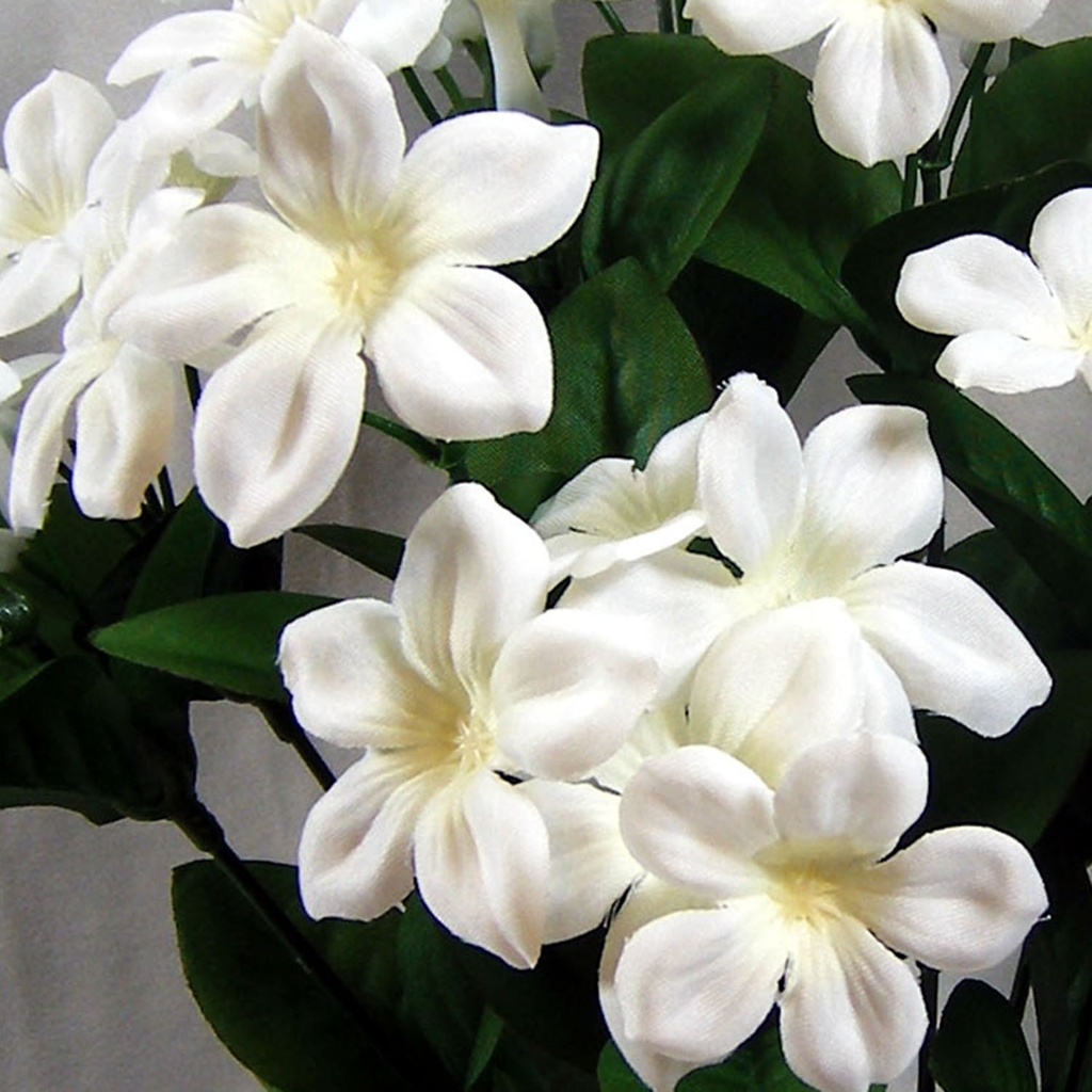 STEPHANOTIS BUSH X12 16"