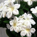 STEPHANOTIS BUSH X12 16"