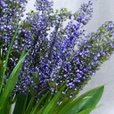 HEATHER GRASS BUSH X9 21.5&quot;  PURPLE