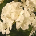 GERANIUM BUSH X9 CREAM/WHITE