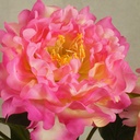 PEONY SPRAY X1 15" (3/BUNDLE)  PINK