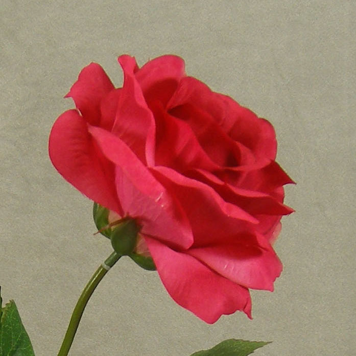 ROSE OPEN SPRAYx1 (3/BUNDLE)16"  CERISE