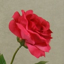 ROSE OPEN SPRAYx1 (3/BUNDLE)16"  CERISE
