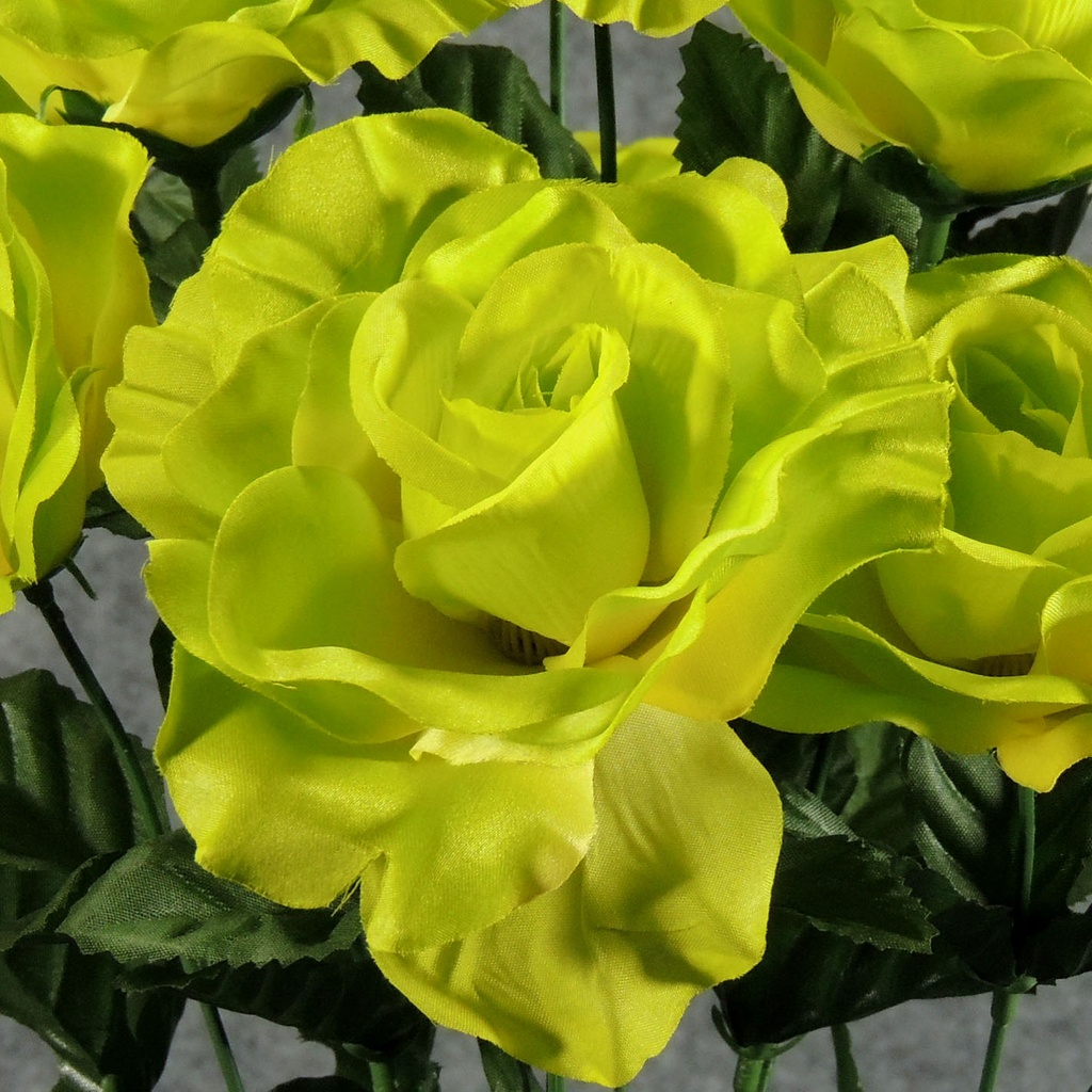 ROSE OPEN BUSH X12 LIME GREEN