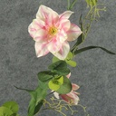 GARLAND 66" CLEMATIS/EUCALYPTUS  PEACH