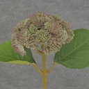 SEDUM STEM 15" LAVENDER/GREEN