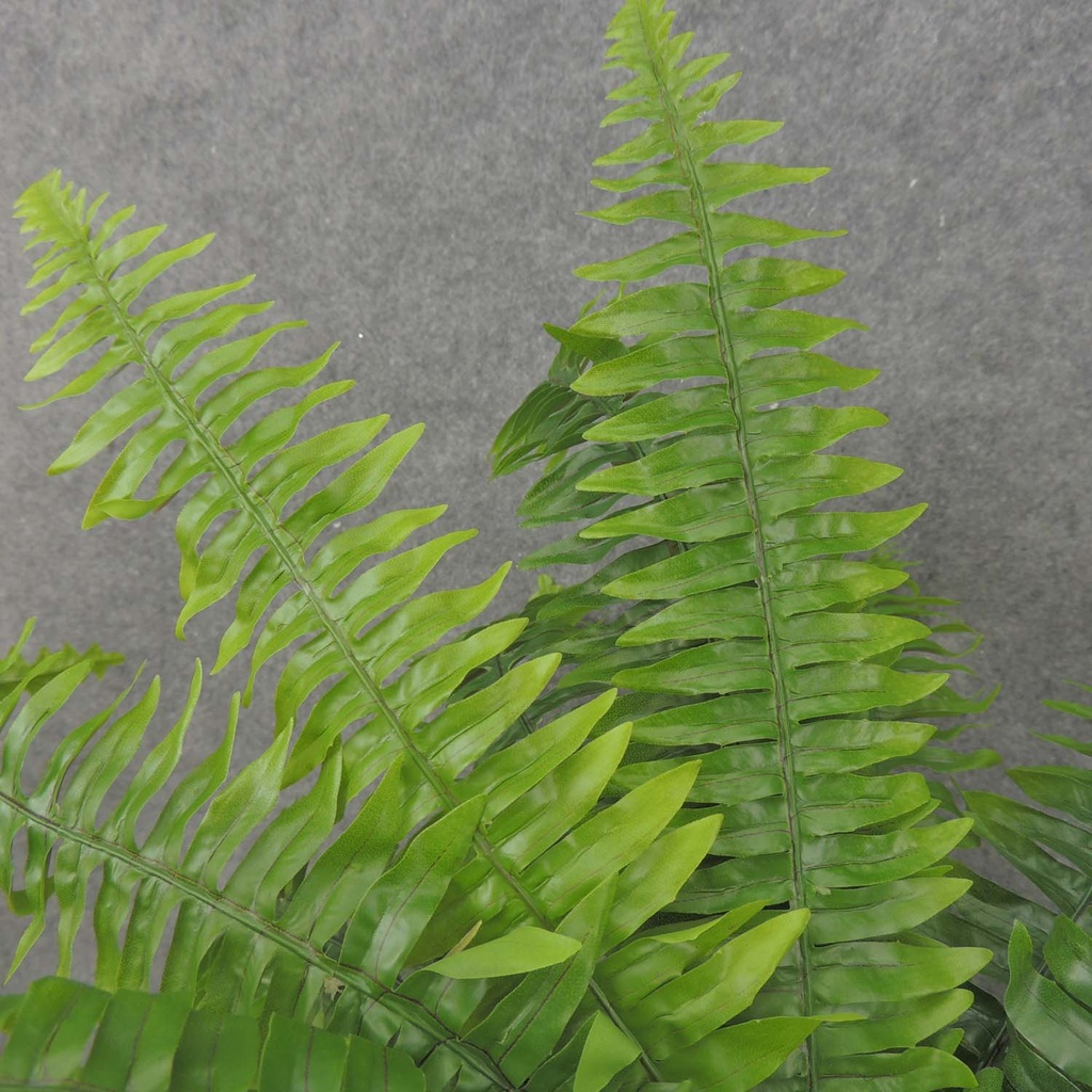 BOSTON FERN 20.5&quot; REAL TOUCH X25 LVS