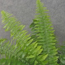 BOSTON FERN 20.5" REAL TOUCH X25 LVS