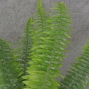 BOSTON FERN 19&quot; REAL TOUCH X20 LVS