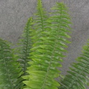 BOSTON FERN 19" REAL TOUCH X20 LVS