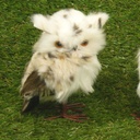 OWL 6.5" PAIR OF 2  WHITE