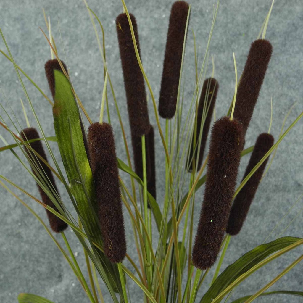 CATTAIL BUSH X11 