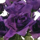 ROSE BUSH OPEN X 14  PURPLE