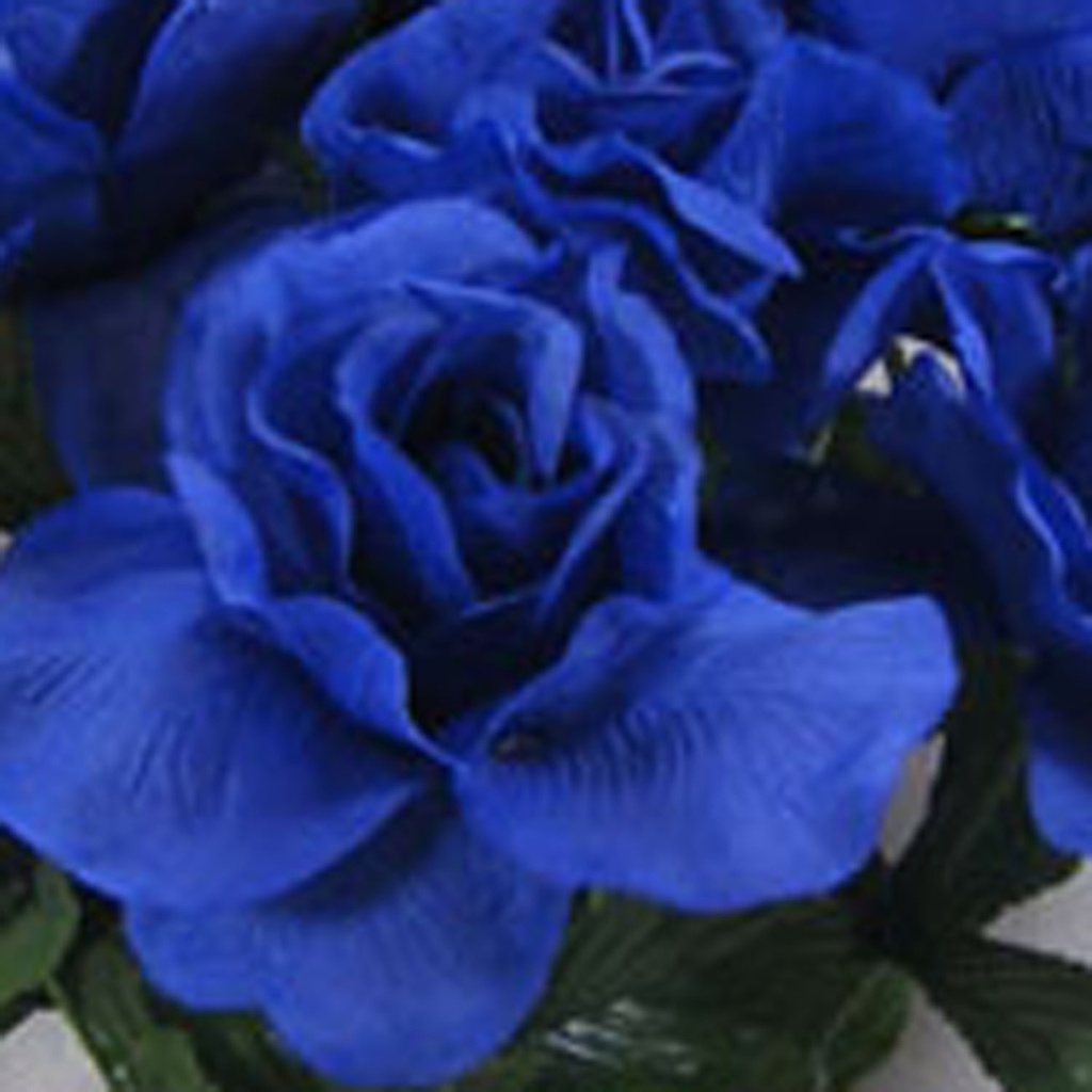 ROSE BUSH OPEN X 14 ROYAL BLUE