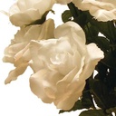 ROSE BUSH OPEN X 14  WHITE