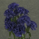 CARNATION BUSH X 14 PURPLE