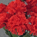 CARNATION BUSH X 14    RED