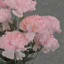 CARNATION BUSH X 14 SOFT PINK