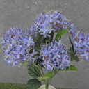 16" VIBURNUM BUSH X5 BLUE