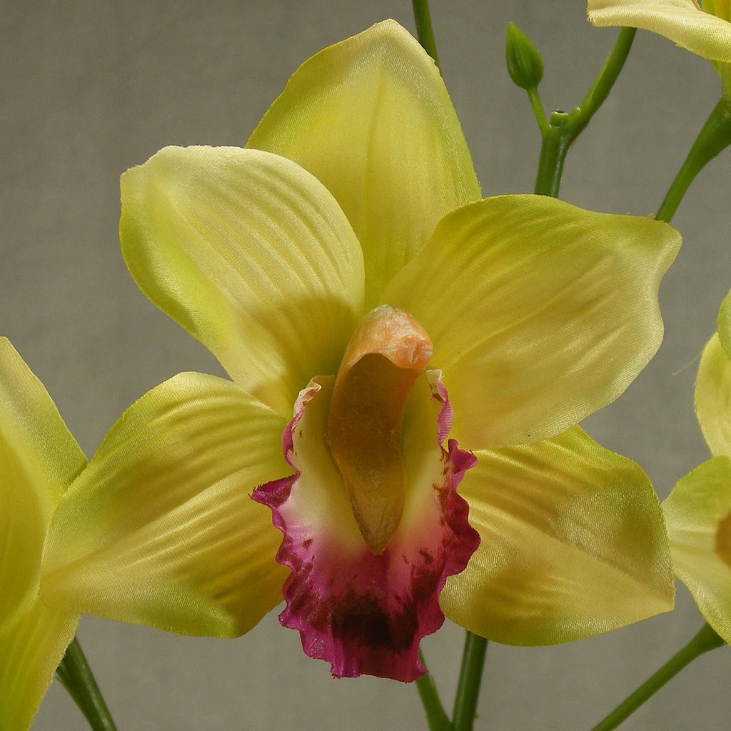 37" CYMBIDIUM ORCHID X6  (2/BUNDLE)  GREEN