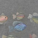 FISH ASSORTMENT 4.25"x3" ON 10" PICK