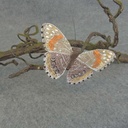 4" BURLAP BUTTERFLY W/CLIP    6-ASST  