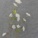 CHERRY BLOSSOM SPRAY X3 40&quot;  CREAM/WHITE