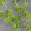 GINKGO LEAF SPRAY X6  28"