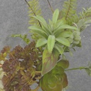 MIXED SUCCULENT & FERN SPRAY 18"