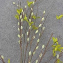 PUSSY WILLOW TWIG SPRAY 41" GREEN