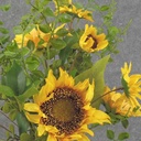 SUNFLOWER/QUEEN ANN'S LACE BUSH 21" YELLOW