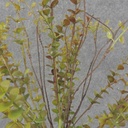MINI EUCALYPTUS BUSH 19&quot; 