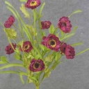 POPPY BUSH X11 21" BEAUTY (PAPER)