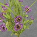 POPPY BUSH X11 21" PURPLE (PAPER)
