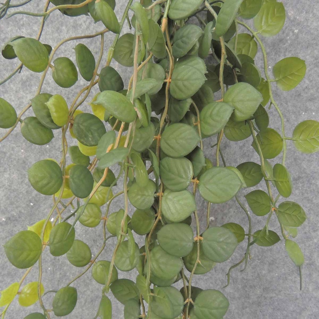 BUTTON FERN VINE 32" HANGING