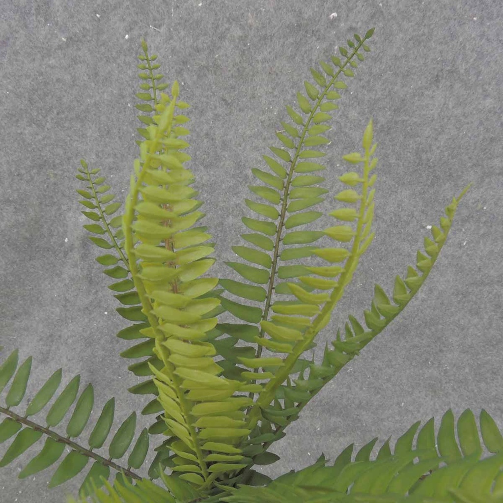 BOSTON FERN BUSH X12  14" 